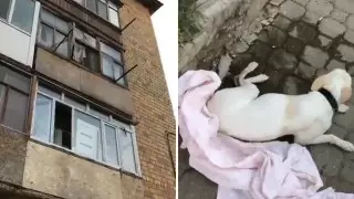 "Выкинул хозяин": собака умерла после падения с третьего этажа в Караганде