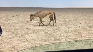 Министр о гибели лошадей в Мангистау: Недоработка акиматов