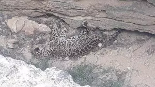 Видео с мертвым леопардом в Мангистау появилось в Сети