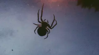 Ядовитые пауки-каракурты активизировались в Шымкенте