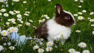 Израиль первым в мире запретил торговлю натуральным мехом