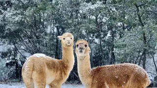 Ледяная буря обрушилась на Австралию