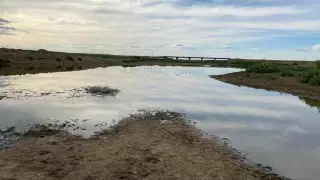 "Жылқы зәрінен". Әкім балықтың қырылуына қатысты сөзін түсіндірді