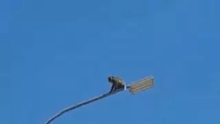 "Сбежала от испытания вакцины": макака залезла на столб в Сарыагаше