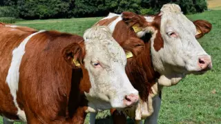 Фермеров в ВКО заставляют вернуть деньги государству