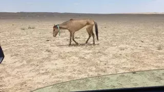 "Жүйелі жұмыс жоқ". Депутат Қазақстандағы жұт туралы
