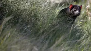 Тасманские дьяволы едва не уничтожили популяцию пингвинов в Австралии