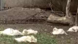 Вспышка птичьего гриппа зафиксирована в СКО