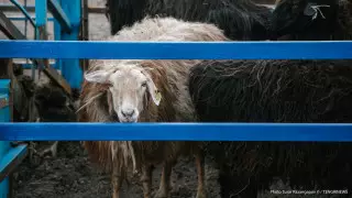 Падеж скота в ВКО: жители требуют провести тщательное расследование