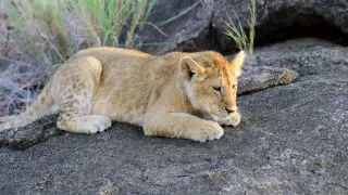 Названа причина гибели льва, захороненного в парке Караганды