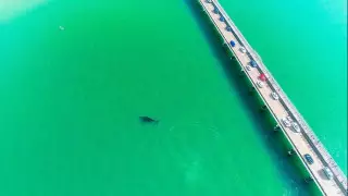 15-метровый кит создал фурор среди туристов своим появлением на озере