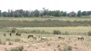 Ученых удивила двухтысячелетняя находка на юге Казахстана