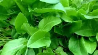 Диетолог рассказала о неоценимой пользе щавеля для организма