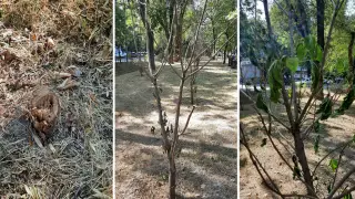 Саженцы засохли из-за жары в Алматы