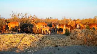 В районе Балхаша в природу выпустят 61 исчезающего оленя