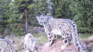 Снежные барсы попали на видео в "Көлсай көлдері"