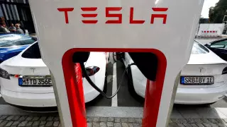 Электромобили Tesla стали приманкой для крыс в США