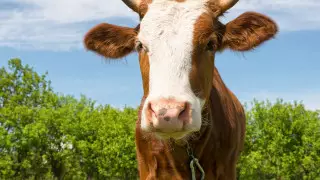 Жертвенный бык устроил "забег" по улицам Нур-Султана