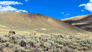 Ученые нашли растение, помогающее бороться с коронавирусом