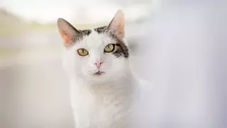 Какие животные восприимчивы к коронавирусу, выяснили ученые