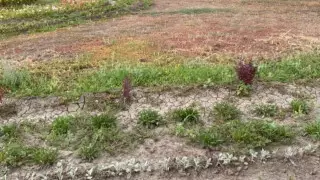 Жителей Уральска возмутили увядшие цветы и засохшие деревья