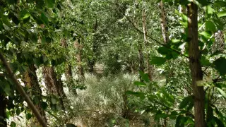 Более 130 миллионов деревьев планируют посадить в Казахстане до конца года