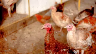 Женщина умерла от птичьего гриппа в Китае