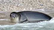 Самого дружелюбного тюленя жестоко убили в Греции