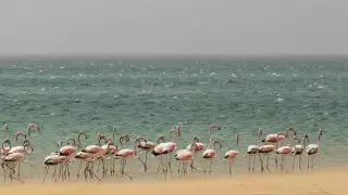 Стаю розовых фламинго сняли в Мангистау