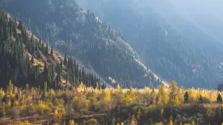 В Сети появилась информация об исчезновении лесов в Казахстане