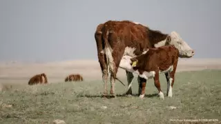 В двух областях Казахстана скот гибнет из-за неустановленной болезни