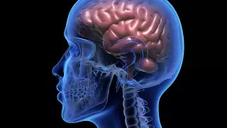 Тестировать мозговые чипы на людях разрешили в США