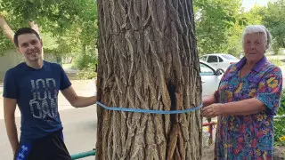 Спасение старого карагача-гиганта после ДТП развернули в Павлодаре