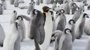 Почти все колонии императорских пингвинов вымрут к 2100 году - ученые