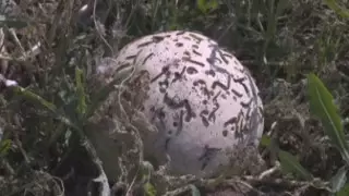 Нашествие насекомых в Казахстане: эксперт назвал причины