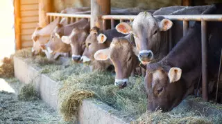 В акимате СКО ответили сельчанам, вынужденным забивать скот из-за дорогого сена