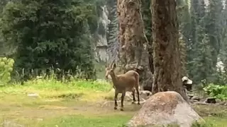 Жующих мусор горных козлов сняли на видео близ Алматы