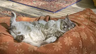 Главное средство в борьбе с бессонницей назвал врач