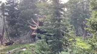 Турист снял на видео опасную встречу с разъяренным лосем