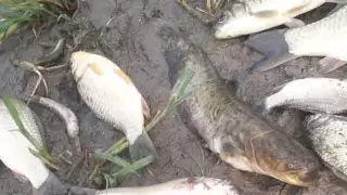 На слив отходов в реку Талгар пожаловались жители Алматинской области