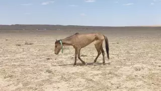 Минсельхоз просит казахстанцев помочь пострадавшим от засухи фермерам