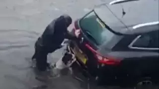 "Собака-помогака" вызволила авто из воды и стала героем Сети