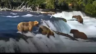 Видео забавной рыбалки медведей рассмешило пользователей Сети