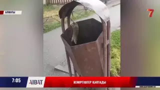 "Жақында шатырға шығады". Алматы орталығында егеуқұйрық қаптады