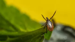 Гибнут верблюды и лошади: на нашествие клещей пожаловались жители Мангистау