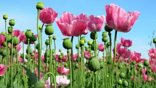 Талибы запретили фермерам выращивать опийный мак