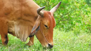 Подозрительный случай коровьего бешенства расследуют в Бразилии