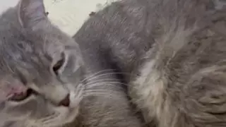 В аэропорту Алматы объяснили инцидент с котом в синяках