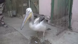 Пеликана с подрезанными крыльями нашли в Актау