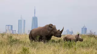 Президент Кении объявил засуху национальным бедствием
